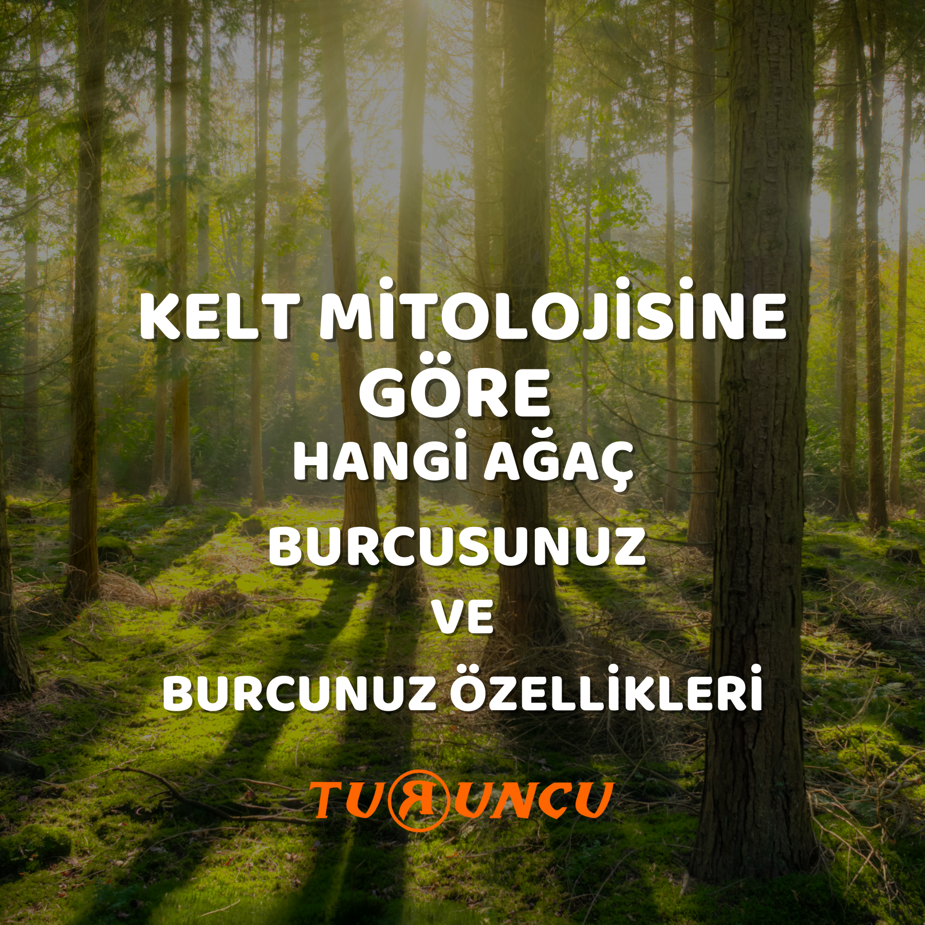 KELT MİTOLOJİSİNE GÖRE HANGİ AĞAÇ BURCUSUNUZ VE BURCUNUZ ÖZELLİKLERİ | Turuncu Fal Cafe | Türkiye … KELT MİTOLOJİSİNE GÖRE HANGİ AĞAÇ BURCUSUNUZ VE BURCUNUZ ÖZELLİKLERİ
