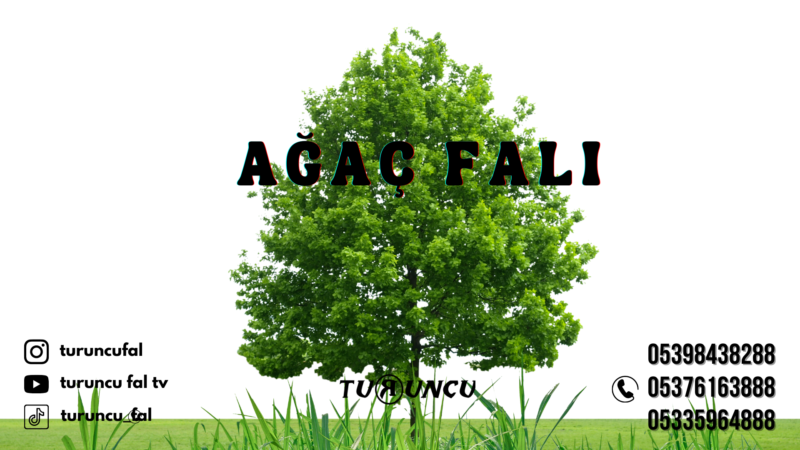 Ağaç Falı